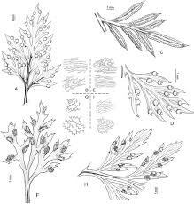 Image result for Cheilanthes schimperi