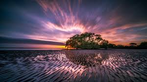 Wallpaper Ocean Sunrise Sea Beach Tree Sky Clouds 3840x2160 Uhd 4k Picture Image If you have your own one, just send us the image and we will show. wallpaper ocean sunrise sea beach