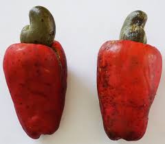 Image result for Anacardium