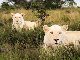 This Lioness Loves Lions Lions South Africa Animals Lion Pictures