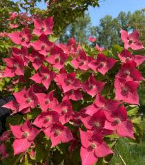 Image result for Cornus