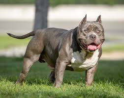 The stars are cut into the wood using a cnc router. American Bully Wikipedia
