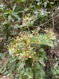 Image result for Usteria guineensis