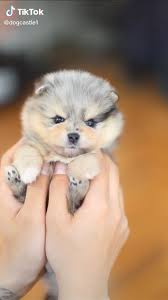 Just fill in your details below and get started. Miniature Pomeranian Puppies For Sale In Kerala Pets Lovers