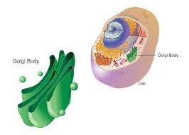 Check spelling or type a new query. Golgi Body