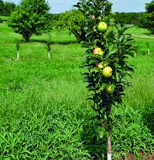Please be sure to answer the question. Tips For Growing Apple Trees Finegardening