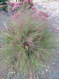 Image result for Eragrostis dinteri