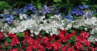 The Charmed Life Red White And Blue On A Nearly Wordless Wedneday Blue Flowers Garden White And Blue Flowers Flower Garden