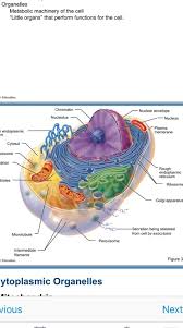Cells are important elements of living. What Are The 16 Organelles Inside A Animal Cell And Chegg Com