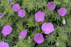 Geranium Sanguineum Cedric Morris Geranium Sanguineum Geraniums Xeriscape
