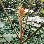 Image result for Cnestis polyphylla