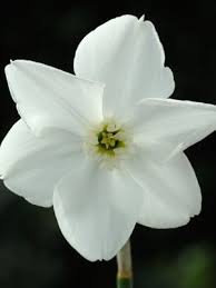 Daffodil Polar Ice Living Gardens Daffodils Daffodil Bulbs Spring Flowers