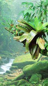 All 3d 60 favorites abstract animals anime art black cars city dark fantasy flowers food holidays love macro minimalism motorcycles music nature other smilies space sport technologies textures vector words. Jungle Fur Android Kostenlos Herunterladen Live Wallpaper Dschungel Fur Android