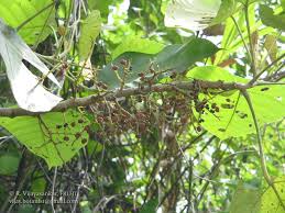 Image result for Macaranga mellifera