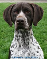 The german shorthaired pointer gets along well with children, but caution should be exercised with young children as the german shorthaired pointer is quite. Von Lahrheim