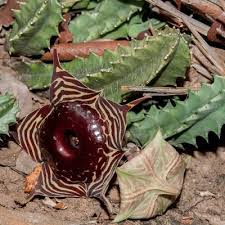 Image result for Huernia longituba