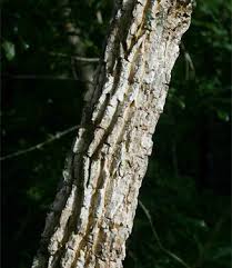 Image result for Hugonia orientalis