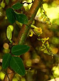 Image result for Dumasia