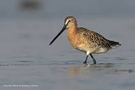 The Plight of the Asian Dowitcher - Wader Quest