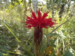 Image result for Pleiotaxis