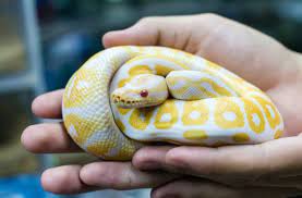African Ball Pythons Ball Python Pet Pet Snake Pets