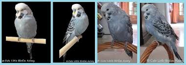 Budgie Mutation And Color Guide Cute Little Birdies Aviary