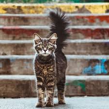 Check spelling or type a new query. Alasan Kucing Peliharaan Bisa Menemukan Jalan Pulang Saat Tersesat Halaman All Kompas Com
