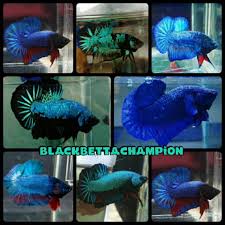 Bahanan ikan cupang avatar usia 2,5 bulan подробнее. 18 Mutasi Ikan Cupang Avatar Asli Pics