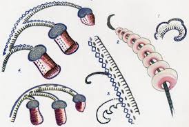 Check spelling or type a new query. The Project Gutenberg Ebook Of Jacobean Embroidery By Ada Wentworth Fitzwilliam And A F Morris Hands