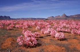 Image result for Brunsvigia