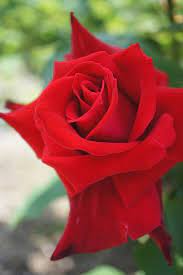 Pin On Hybrid Tea Roses