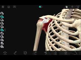 Through a simple and intuitive interface it is possible to observe every anatomical structure from any angle. Human Anatomy Atlas 7 4 03 Apk Download Com Argosy Vbandroid Apk Free