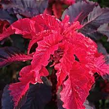 Image result for Amaranthus