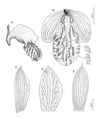 Image result for Eulophia stachyodes