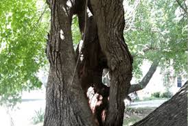 Maybe you would like to learn more about one of these? Benton County Tree Service Tree Pruning Removal Raines Tree Care