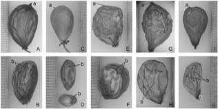 Image result for Crossopetalum mossambicense