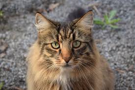 Kedi Kediler Hayvanlar Hayvanlar Komik Kopek Resimleri Evcil Hayvanlar