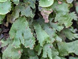 Image result for Didymoglossum