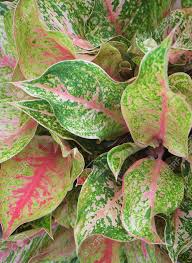 Background Pattern Beautiful Green Pink And White Dieffenbachia In 2020 Background Patterns Background Leaf Background