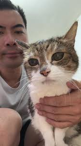 天下貓貓一樣貓群組| 泰國😅