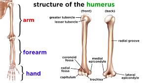 Which of the following bone tissues is adapted to support weight and withstand tension stress? The Skeletal System Youtube