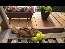 Check spelling or type a new query. Chipmunks Eating Grapes Chipmunks Really Love Green Grapes Beautiful Chipmunks Extreme Videos Youtube