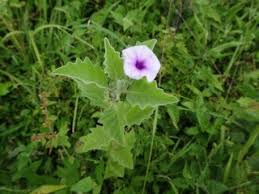 Image result for Astripomoea