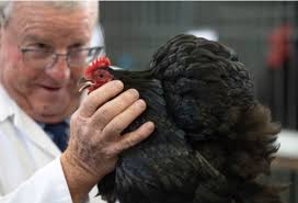 It appears for the next paranormal event will need to invest in a fowl.  When next checking out a room