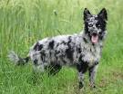 Home | Gemini dream Mudi AKC MUDI breeder United States