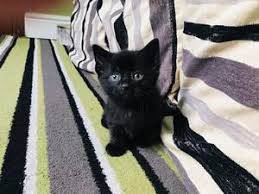 There are 351 bombay cat for sale on etsy, and they cost £14.04 on average. Cats Kittens For Sale In Birmingham Friday Ad