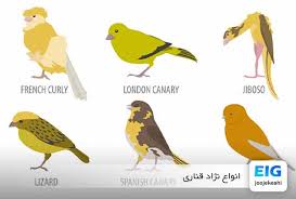 It is one of the most popular species, other species have emerged from this it is also known with the name of parisian curly canary; Ø§Ù†ÙˆØ§Ø¹ Ù†Ú˜Ø§Ø¯ Ù‚Ù†Ø§Ø±ÛŒ Ø¨Ù‡ØªØ±ÛŒÙ† Ù‚Ù†Ø§Ø±ÛŒ Ø¢ÙˆØ§Ø² Ø®ÙˆØ§Ù† Ø¨Ù‡ØªØ±ÛŒÙ† Ù‚Ù†Ø§Ø±ÛŒ Ù¾Ø±Ø³ØªØ§Ø± Ø³Ø§ÛŒØª Ø¬ÙˆØ¬Ù‡ Ú©Ø´ÛŒ Ø¯Ø§Øª Ú©Ø§Ù…