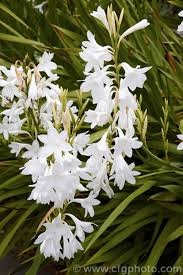 Photo Of Watsonia Borbonica Subsp Ardernei White Gardens Photo Larkspur