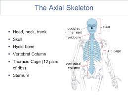 The Axial Skeleton Fun Facts About Bones Ppt Download