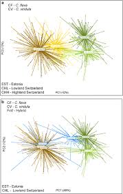 Image result for Carex runssoroensis